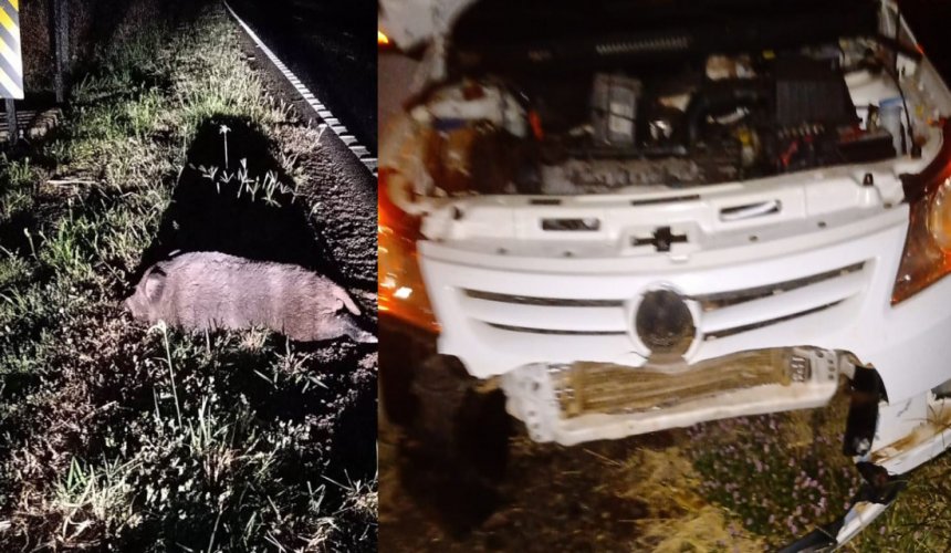 EMERGIU REPENTINAMENTE: Javali causa acidente na Rodovia SP-373 que liga Severínia à Colina