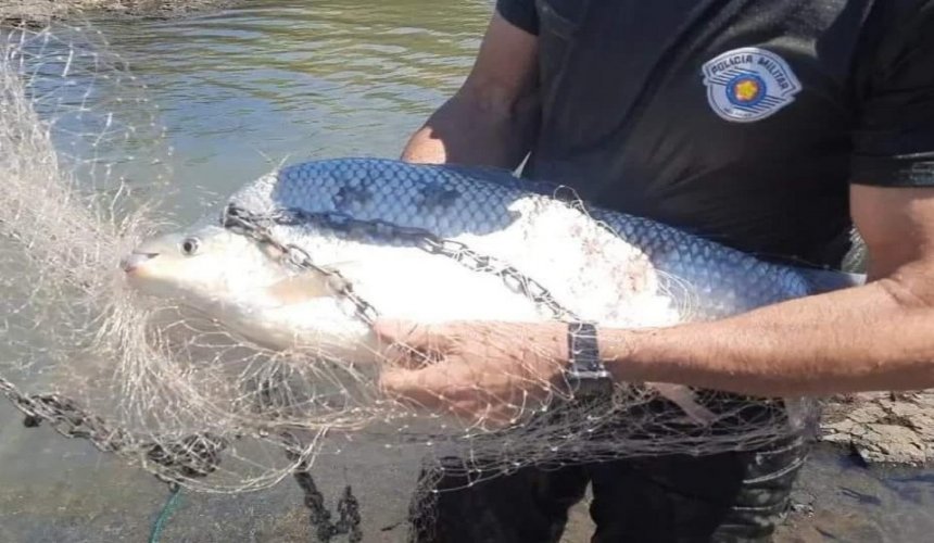 POLÍCIA AMBIENTAL ajuda a salvar peixes no Rio Grande após fechamento de comportas da Usina Hidrelétrica de Marimbondo