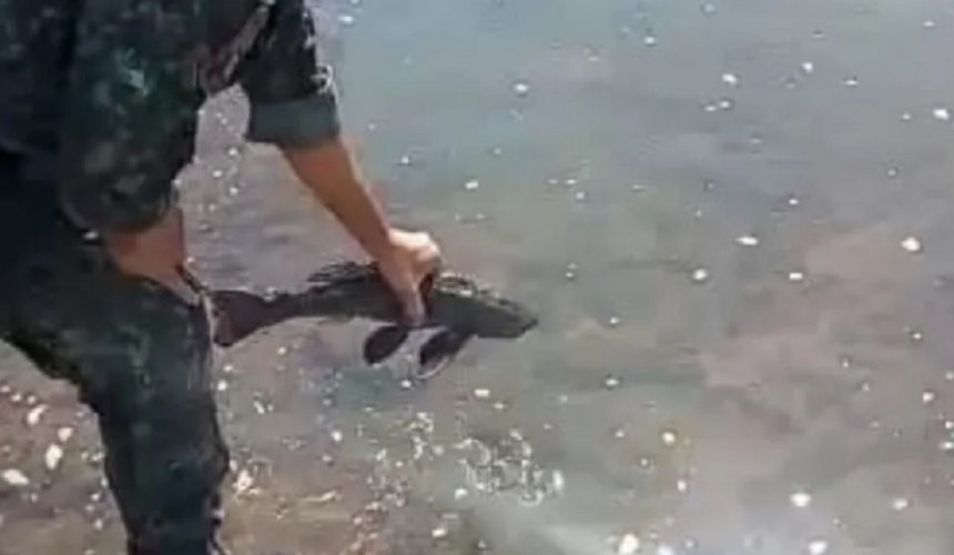 USINA DE MARIMBONDO - POLÍCIA AMBIENTAL: Peixes são resgatados durante o fechamento das comportas  