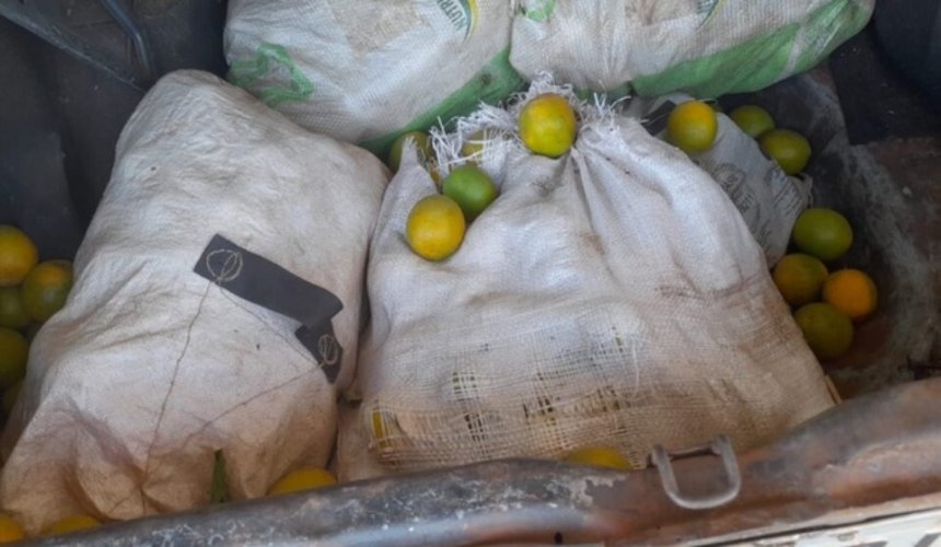 COLINA - FURTO: PM prende três homens furtando laranja de propriedade rural