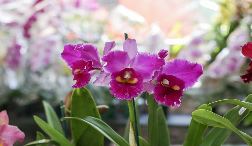 CATANDUVA - Tradicional Exposição Nacional de Orquídeas realiza sua 40ª edição