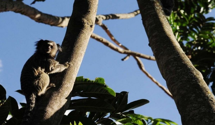 BEBEDOURO - COMUNICADO! Prefeitura e parceiros realizam captura de macacos no Povoado de Andes